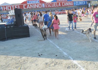 festival-canino-mascota-jardin-2016-273-1024x768