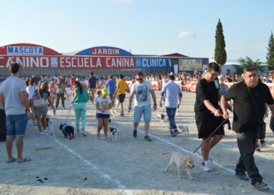 festival-canino-mascota-jardin-2016-287-1024x768