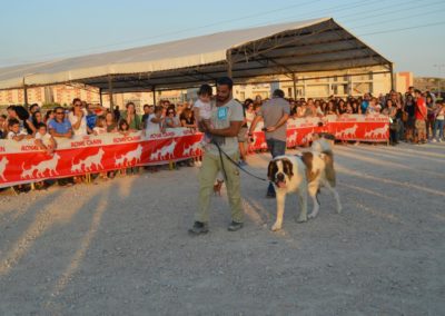 festival-canino-mascota-jardin-2016-569-1024x768